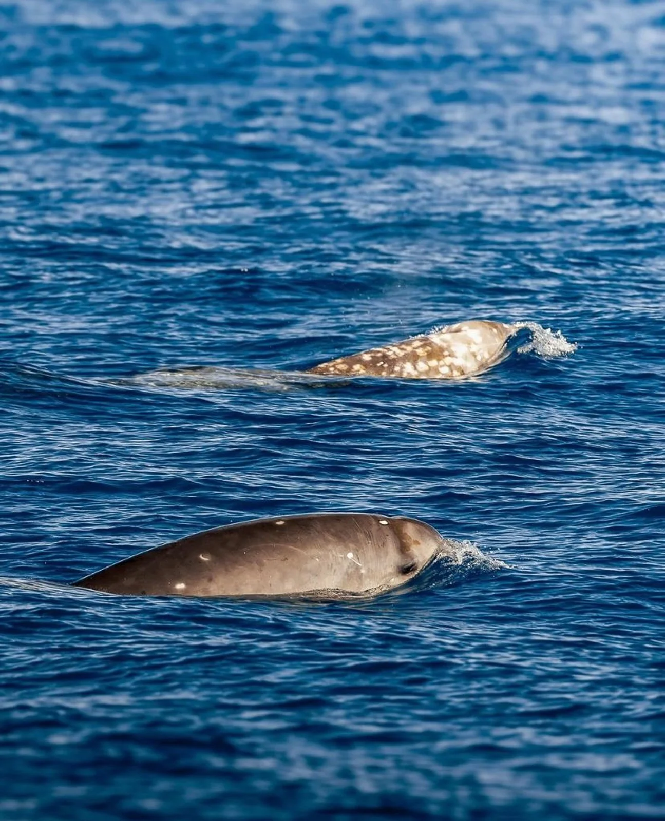 False Killer Whales | Hawaiian Adventures Kona